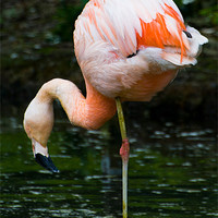 Buy canvas prints of Pink Flamingo by Declan Howard