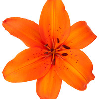 Buy canvas prints of Orange Lily by Declan Howard