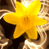 Buy canvas prints of Daffodil Light Show by Declan Howard