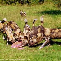 Buy canvas prints of South African Wild Dogs by Hannah Morley