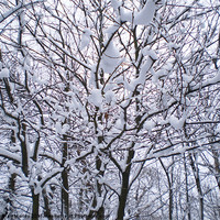 Buy canvas prints of Winter Wonderland by Hannah Morley