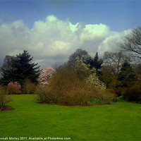 Buy canvas prints of Borde Hill Gardens by Hannah Morley