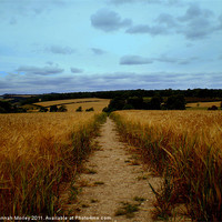 Buy canvas prints of Sixpenny Handley, Wiltshire by Hannah Morley