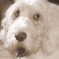 Buy canvas prints of Italian Spinone by Hannah Morley