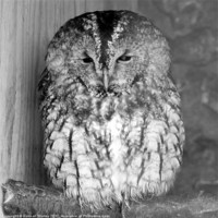Buy canvas prints of Sleepy Tawny Owl by Hannah Morley