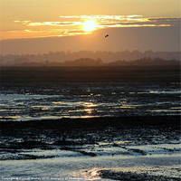 Buy canvas prints of Rye Harbour Nature Reserve, Sunset by Hannah Morley