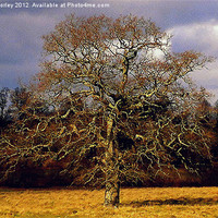Buy canvas prints of Lonely Tree by Hannah Morley