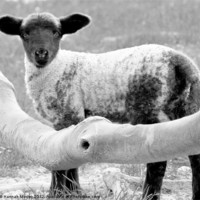Buy canvas prints of Cute Lamb by Hannah Morley