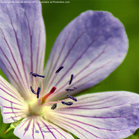 Buy canvas prints of Lilac Geranium by Hannah Morley