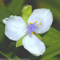 Buy canvas prints of Lilac Spiderwort Flower by Hannah Morley