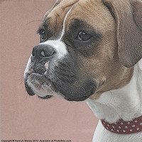 Buy canvas prints of Boxer Dog by Hannah Morley