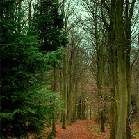 Buy canvas prints of Friston Forest by Hannah Morley