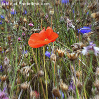 Buy canvas prints of Lone Poppy amongst Wildflowers by Hannah Morley