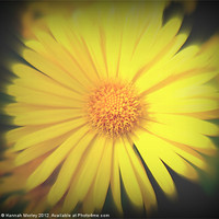 Buy canvas prints of Yellow Flower by Hannah Morley
