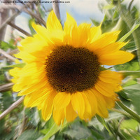 Buy canvas prints of Sunflower by Hannah Morley