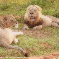 Buy canvas prints of Lion Couple by Hannah Morley