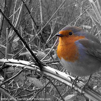 Buy canvas prints of Robin Red-Breast by Hannah Morley