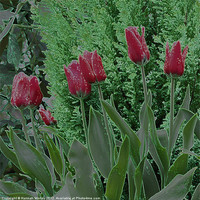 Buy canvas prints of Red Tulips by Hannah Morley