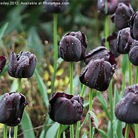 Buy canvas prints of Black Tulips by Hannah Morley