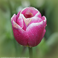 Buy canvas prints of Pink Tulip with Raindrops by Hannah Morley