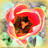 Buy canvas prints of Tulip Stamen by Hannah Morley
