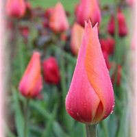 Buy canvas prints of Pink & Orange Tulip by Hannah Morley