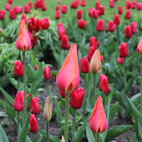 Buy canvas prints of Tulip Flowerbed by Hannah Morley