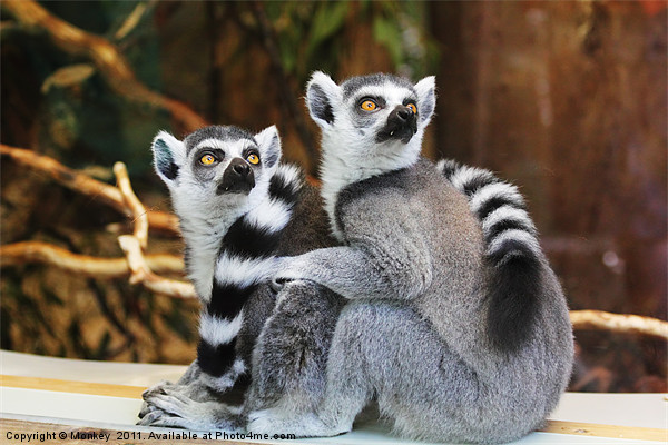 Ring-Tailed Lemurs Picture Board by Anthony Michael 