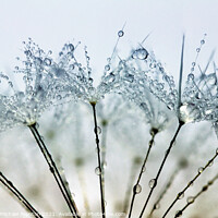 Buy canvas prints of Pretty Water Droplets by Anthony Michael 