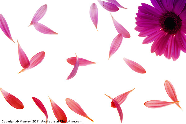 Pretty Falling Petals Picture Board by Anthony Michael 