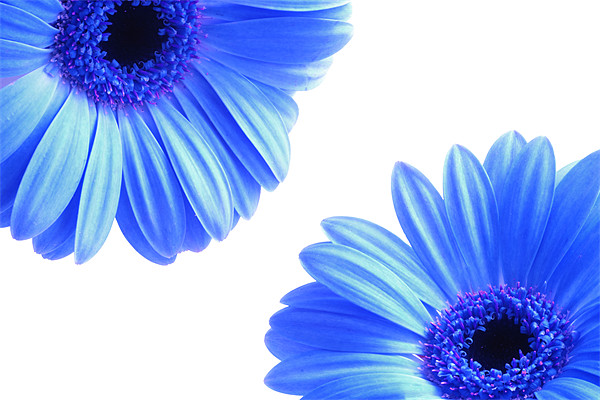 Blue Gerbera Flowers On White Picture Board by Anthony Michael 