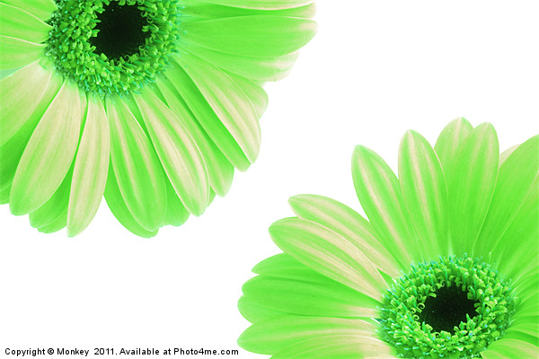 Green Gerbera Flowers On White Picture Board by Anthony Michael 