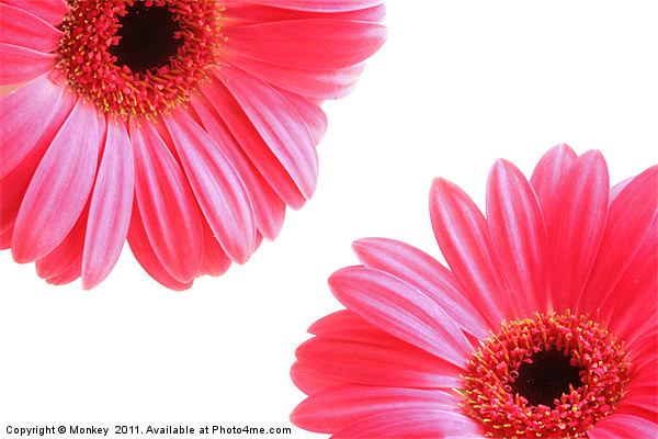 Red Gerbera Flowers On White Picture Board by Anthony Michael 