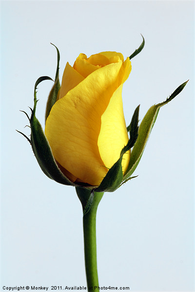 Single Yellow Rose Picture Board by Anthony Michael 