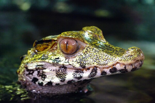 Cuvier's Dwarf Caiman  Picture Board by Anthony Michael 