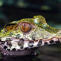 Buy canvas prints of Cuvier's Dwarf Caiman  by Anthony Michael 