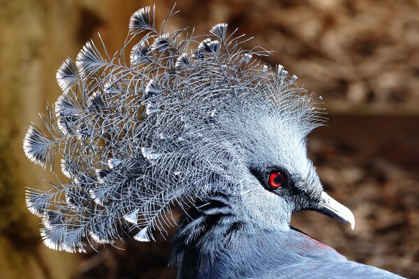 Victoria crowned pigeon Picture Board by Anthony Michael 