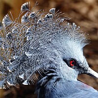 Buy canvas prints of Victoria crowned pigeon by Anthony Michael 