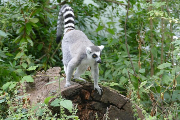 Ring-Tailed Lemur Picture Board by Anthony Michael 