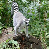 Buy canvas prints of Ring-Tailed Lemur by Anthony Michael 
