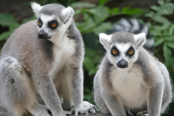 Ring-Tailed Lemurs Picture Board by Anthony Michael 
