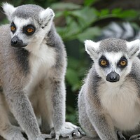 Buy canvas prints of Ring-Tailed Lemurs by Anthony Michael 