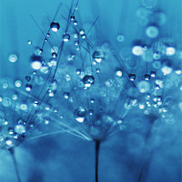 Buy canvas prints of Soft Blue Water Droplets by Anthony Michael 