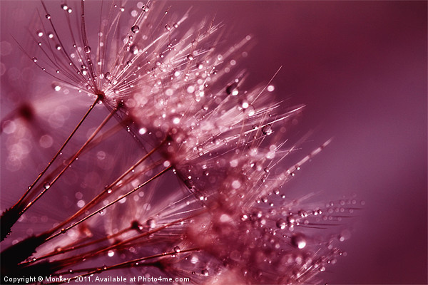 Water Droplets On Dandelion Seeds Picture Board by Anthony Michael 