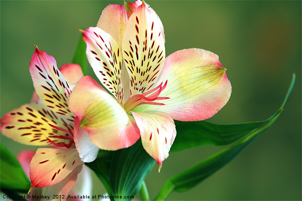 Alstroemeria - Peruvian Lily Picture Board by Anthony Michael 