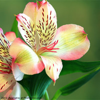 Buy canvas prints of Alstroemeria - Peruvian Lily by Anthony Michael 