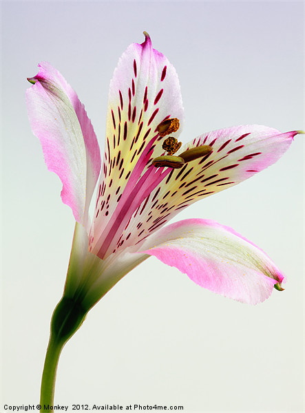 Alstroemeria Inca Lily Flower Picture Board by Anthony Michael 
