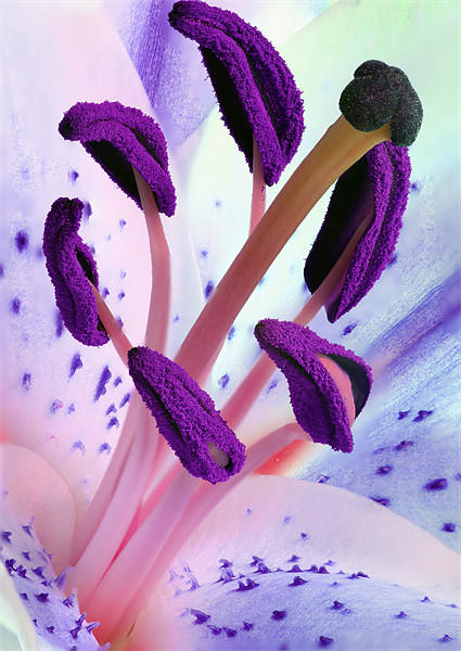 Stargazer Stamens Picture Board by Anthony Michael 