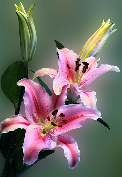 Stargazer Lily Flowers Picture Board by Anthony Michael 