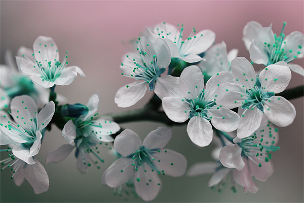 Teal Blossom Picture Board by Anthony Michael 